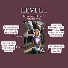Animal Reiki Source Academy Animal Reiki Training